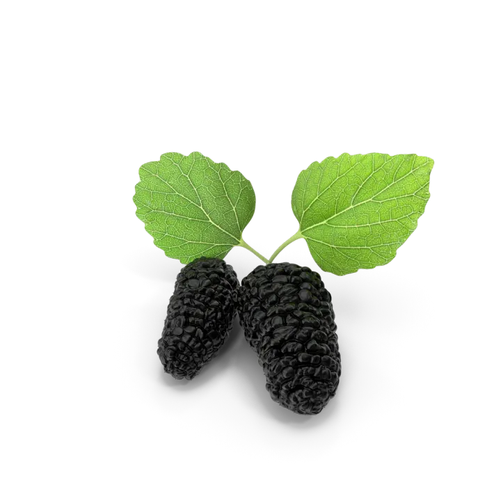 Mulberry