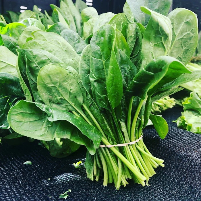 Baby Spinach Bunch
