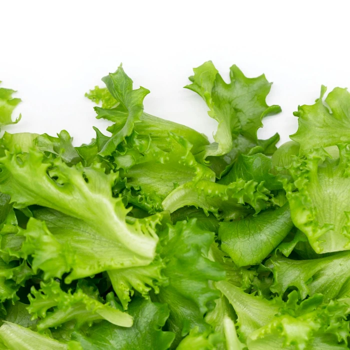 Crisp Green Lettuce