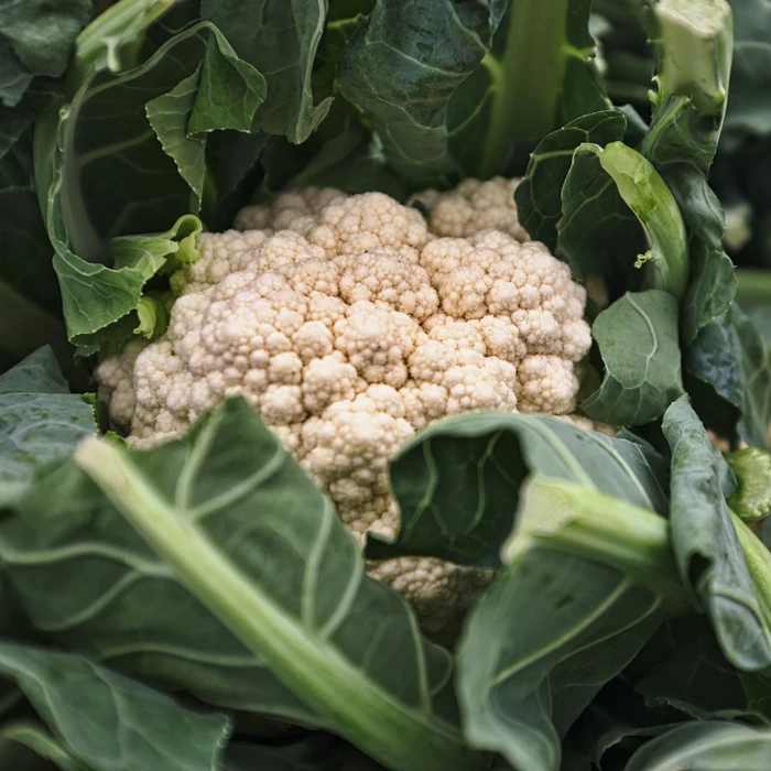 Snow-White Cauliflower