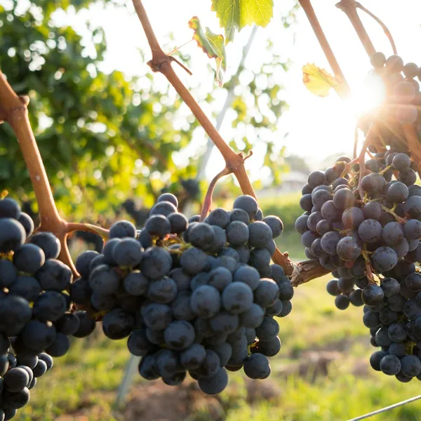 Black Seedless Grapes, 500g