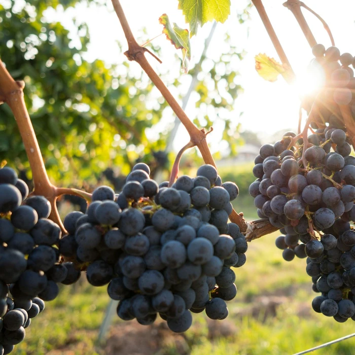 Black Seedless Grapes, 500g
